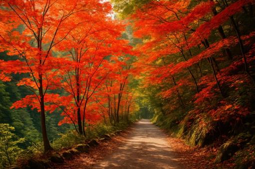 山道を彩る色づき始めた紅葉 山道を彩る色づき始めた紅葉の写真
