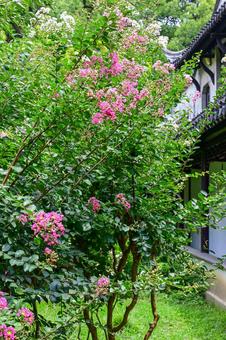 蘇州・留園 蘇州・留園 蘇州,留園,世界遺産の写真素材