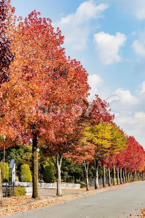 木々が色づく秋の公園 日差し,自然,屋外の写真素材