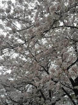 満開の桜 満開の桜の写真