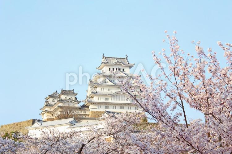 春の桜と姫路城と青空 さくら,桜,姫路城の写真素材