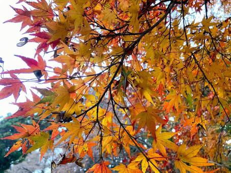 紅葉 秋,もみじ,モミジの写真素材
