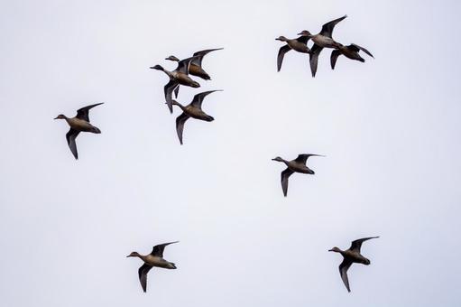 マガモの飛翔の写真