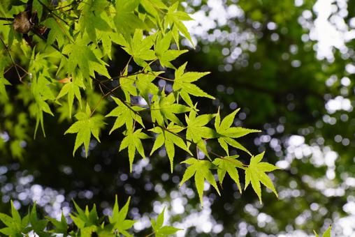 モミジの葉 モミジ,葉,植物の写真素材
