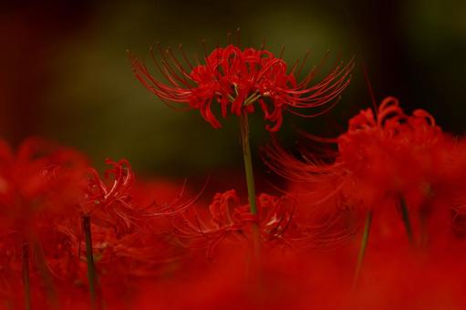 曼殊沙華 曼殊沙華の写真