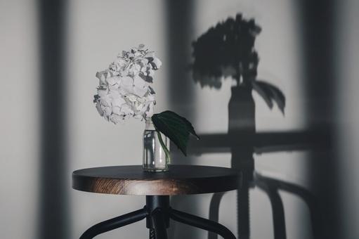 紫陽花 紫陽花の写真