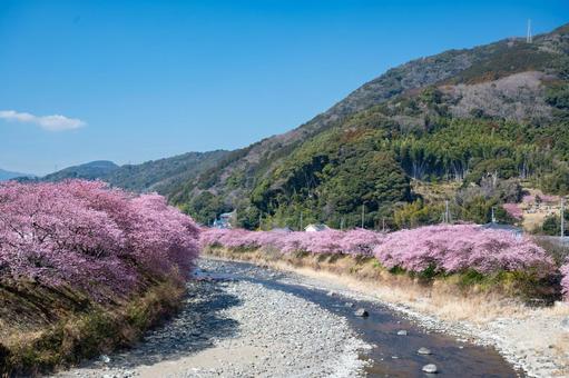 伊豆、早咲きの河津桜並木、早春の風景 伊豆、早咲きの河津桜並木、早春の風景 河津桜,桜,春の写真素材
