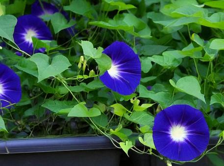 アサガオの花 アサガオの花 アサガオ,朝顔,あさがおの写真素材