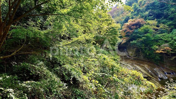 千葉県大多喜町養老渓谷　紅葉の粟又の滝 紅葉,粟又の滝,養老渓谷の写真素材