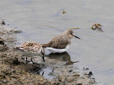 オジロトウネン オジロトウネン,野鳥,鳥の写真素材
