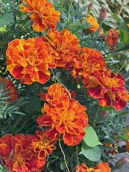 マリーゴールド 花,自然,風景の写真素材