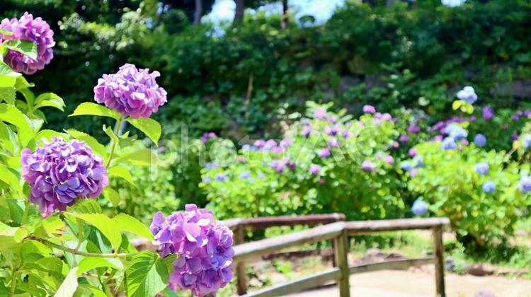 紫陽花が咲く和歌山城の梅雨の風景 和歌山城,紫陽花,6月の写真素材