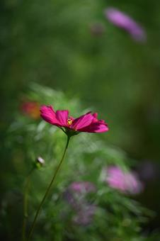 コスモスの写真