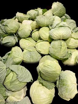 野菜・キャベツ キャベツ,収穫,栽培の写真素材