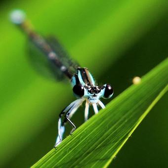 Photo, monosashi dragonfly, ittombo, insect, 