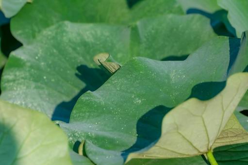 あさつゆの写真