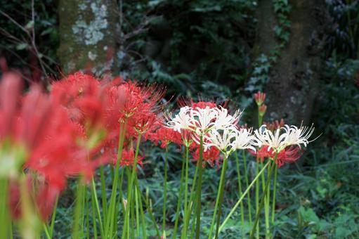 公園に咲く晩夏の赤と白の彼岸花 公園に咲く晩夏の赤と白の彼岸花の写真