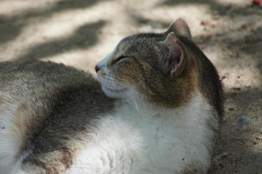 ねこ ねこの写真