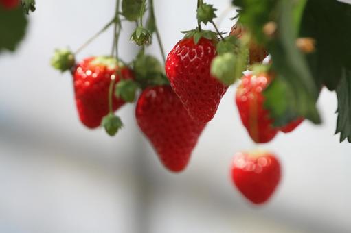 いちご いちご,イチゴ,苺の写真素材