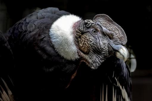 コンドル コンドル,猛禽類,ハゲワシの写真素材