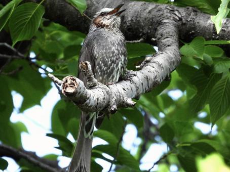 A brown-eared bulbul singing while perched on a branch, bird, wild bird, brown ears, JPG