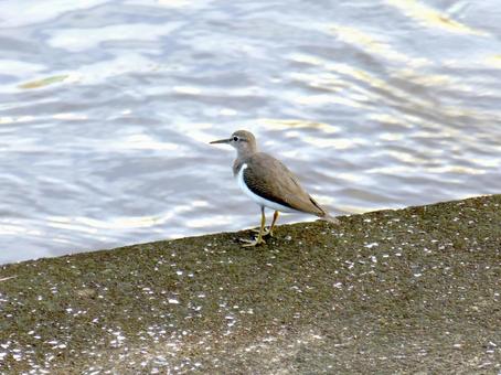 獲物を探し、川の水面を見つめるイソシギ 獲物を探し、川の水面を見つめるイソシギの写真