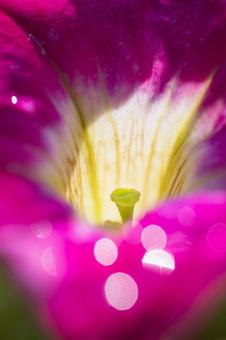 花の中 花の中の写真