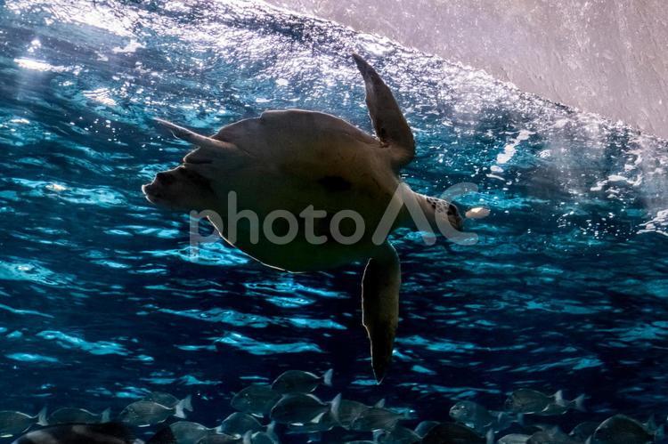 お腹を見せて泳ぐアカウミガメ アカウミガメ,光,動物の写真素材