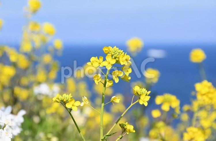 菜の花と豊予海峡2 なのはな,アブラナ,春の写真素材
