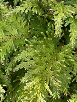 Photo, natural, court, inukata hiba, 