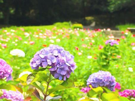 日本の花 日本の花 アジサイ,紫陽花,ガクアジサイの写真素材