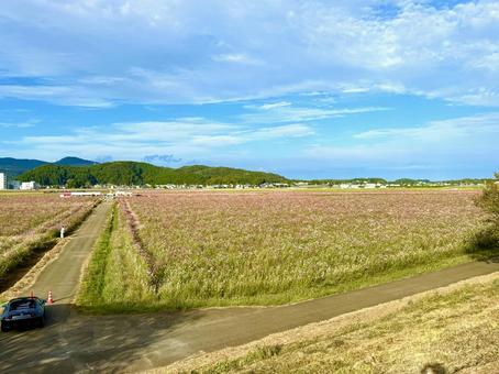 福井県 曇り空と宮ノ下コスモス公苑 福井県 曇り空と宮ノ下コスモス公苑 福井県,宮ノ下コスモス公苑,曇りの写真素材
