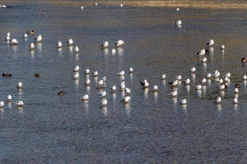浅瀬に集まるたくさんの白いカモメ カモメ,ユリカモメ,鳥の写真素材