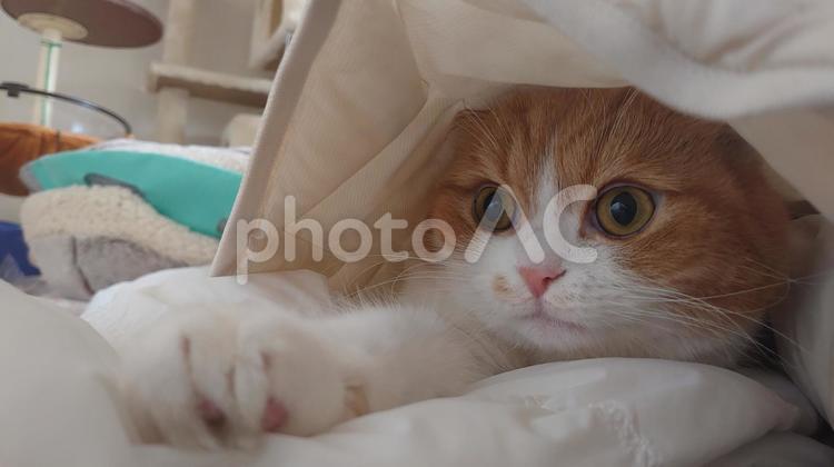 かくれんぼする猫 丸まって,モフモフ,茶トラの写真素材