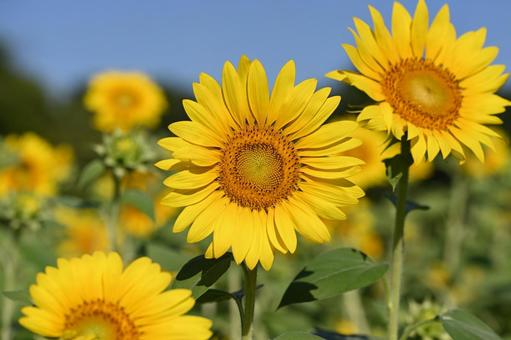 ヒマワリ ヒマワリ ヒマワリ,花,黄色の写真素材