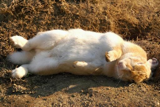 広島県大久野島で眠るウサギ10 うさぎ,睡眠,寝るの写真素材