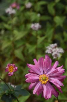 立冬：シュンメイギク10 植物,シュンメイギク,秋明菊の写真素材
