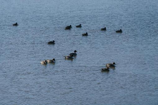 仲睦まじく泳ぐオナガガモの群れ オナガガモ,冬鳥,渡り鳥の写真素材