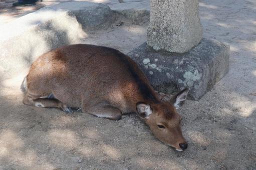 宮島　鹿01 鹿,宮島,広島県の写真素材