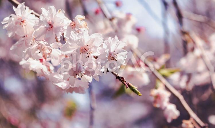 ソメイヨシノ桜22 桜,ソメイヨシノ,咲くの写真素材