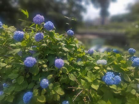 小田原城址公園の紫陽花 小田原城址公園の紫陽花の写真