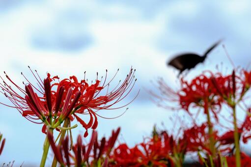 秋色・彼岸花46の写真