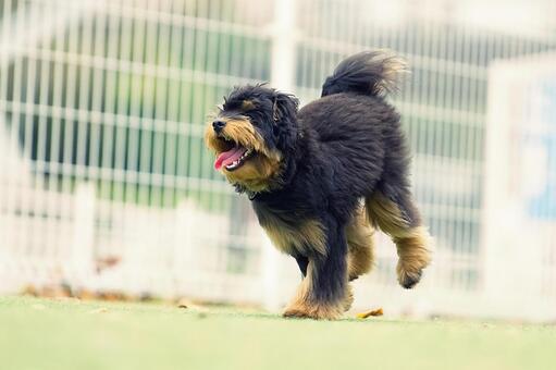 走るワンコ 犬,ミックス犬,いぬの写真素材