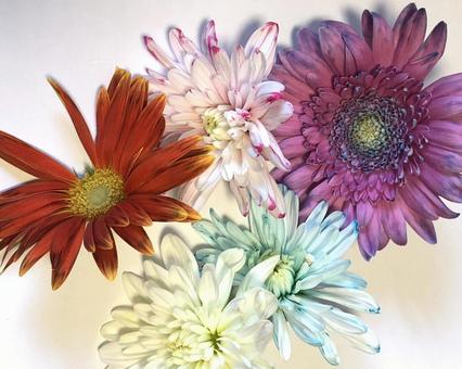 花染め 花染め フラワー,自由研究,素材の写真素材