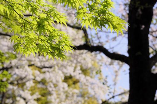 春から初夏へ 春から初夏への写真