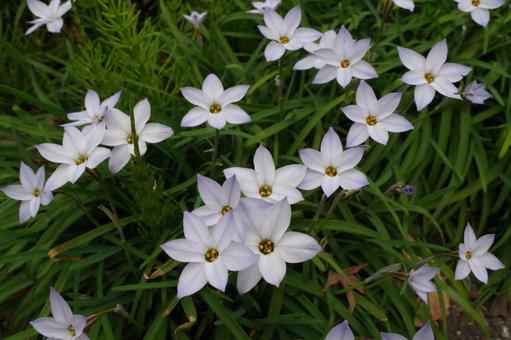 花 ハナニラ 春 薄紫 花 ハナニラ 春 薄紫の写真