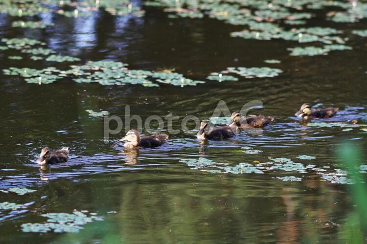 可愛いマガモの親子 マガモ,池,スピードの写真素材