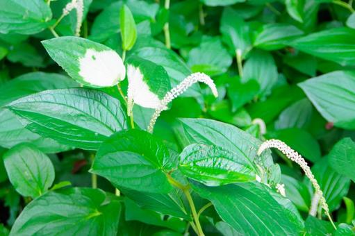 Photo, hange show, green, white, 