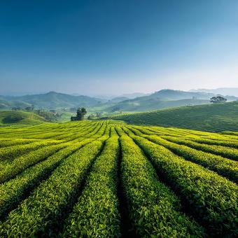 清々しい茶畑の景色 清々しい茶畑の景色の写真
