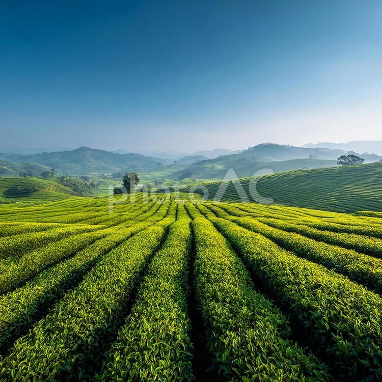 清々しい茶畑の景色 茶畑,茶,緑の写真素材